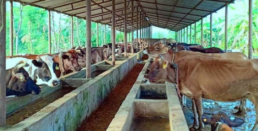 व्यावसायिक गाईपालनबाट मनग्य आम्दानी